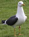 adult LBBG Dutch intergrade in September, ringed in the Netherlands. (85708 bytes)